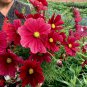 Ruby Red Cosmos 'Rubenza' Cosmos bipinnatus - 75 Seeds