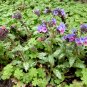 Hardy Blue Jerusalem Cowslip Lungwort Pulmonaria officinalis - 25 Seeds