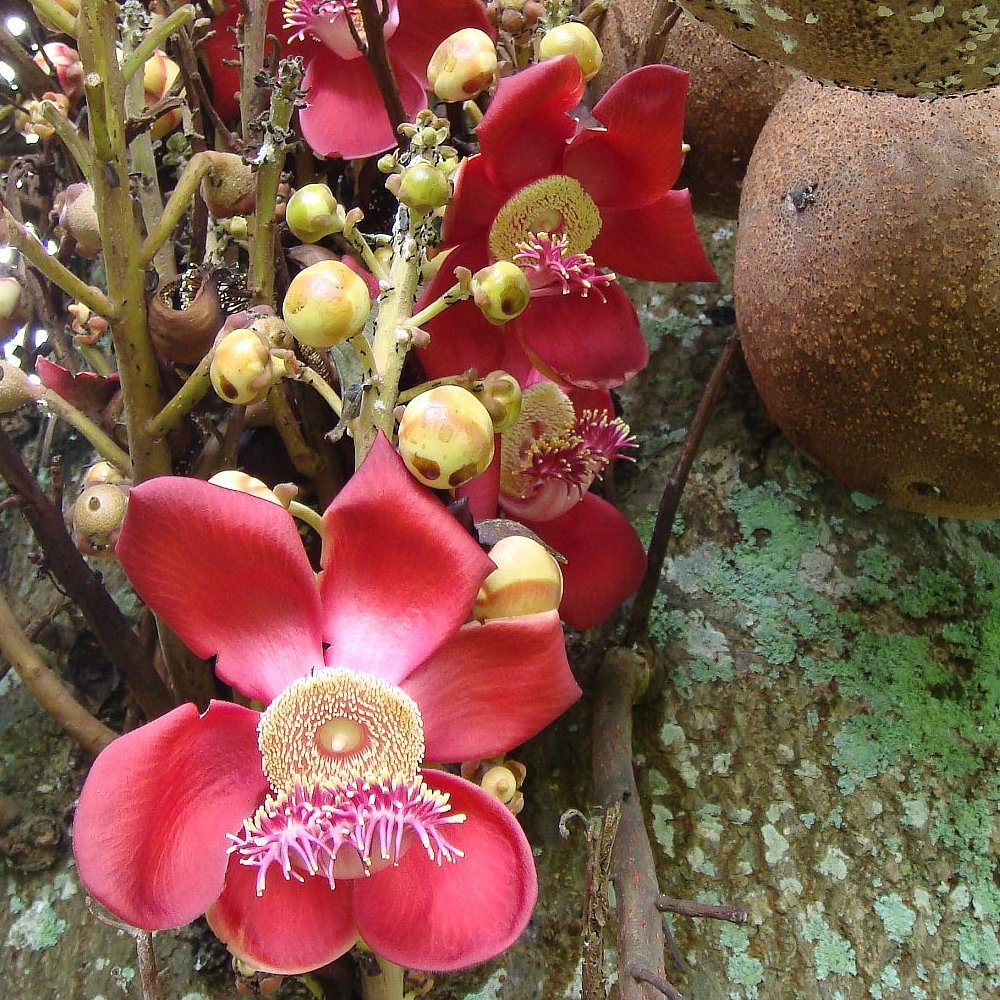 Couroupita guianensis С†РІРµС‚РѕРє