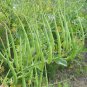 Podding Rat Tail Radish Unusual Heirloom Raphanus caudatus mougri - 30 Seeds