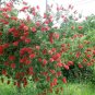 Crimson Red Bottlebrush Shrub Callistemon citrinus - 75 Seeds