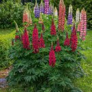 Sale! Colorful Russell Lupine Lupinus polyphyllus 2 for1 - 100 seeds