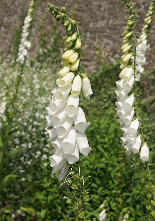 Snow White Foxglove Digitalis purpurea alba 100 Seeds