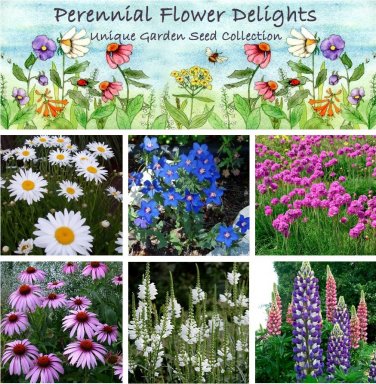 Colorful Perennial Garden Flower Seed Collection - 6 Varieties