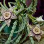 Unique Succulent Starfish Cactus Stapelia Orbea variegata - 15 Seeds