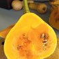 Seminole Pumpkin Squash Florida Heirloom Cucurbita moschata  - 10 Seeds