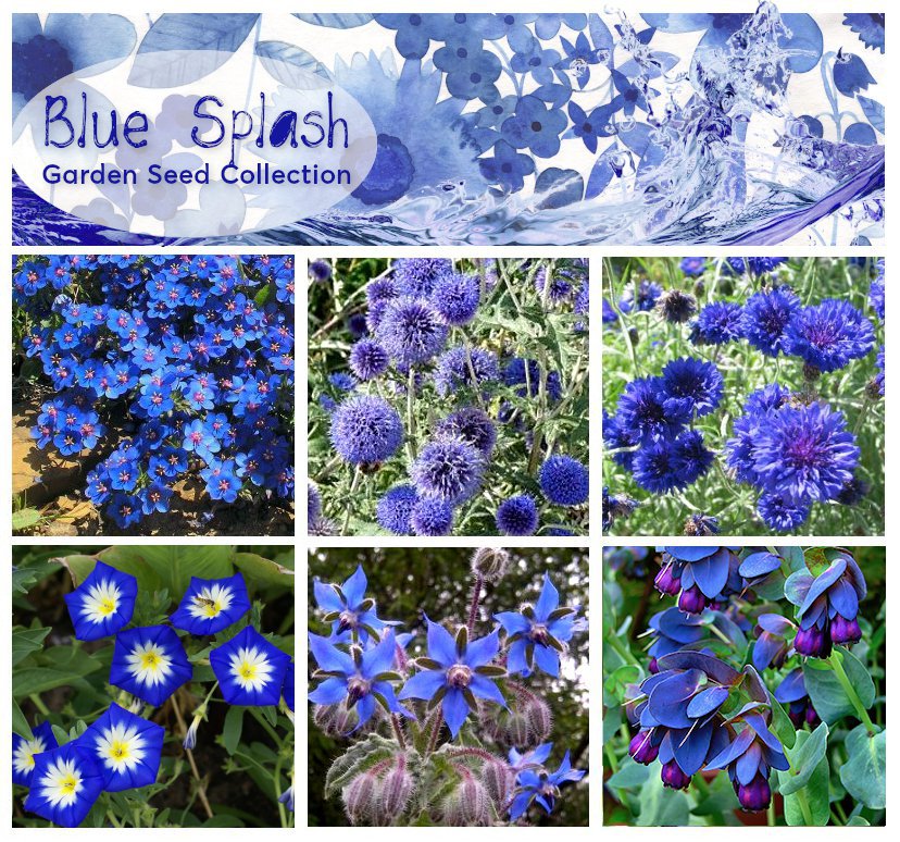 Blue Splash Flower Seed Gift Collection 6 Varieties