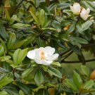 Southern Magnolia Hardy Magnolia grandiflora - 10 Seeds