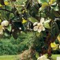 Southern Magnolia Hardy Magnolia grandiflora - 10 Seeds