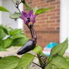 Goth Garden Heirloom Black Hungarian Chili Pepper Capsicum annuum - 30 Seeds