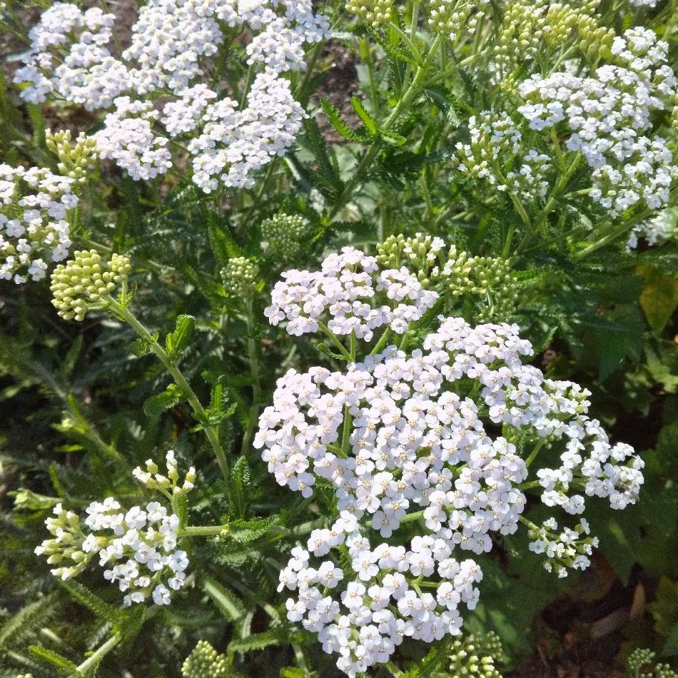 1000 Red Yarrow Achillea millefolium rubra Flower Herb Seeds – The