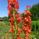 Sale! Wild Scarlet Red Standing Cypress Gilia Ipomopsis rubra 2 for 1 - 250 Seeds