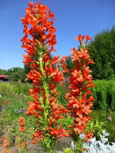 Sale! Wild Scarlet Red Standing Cypress Gilia Ipomopsis rubra 2 for 1 - 250 Seeds