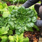 Tatsoi Rosette Organic Heirloom Cabbage Brassica rapa narinosa - 150 Seeds
