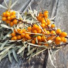 Sale! Hardy Sandthorn Seaberry Hippophae rhamnoides 2 for 1 - 50 Seeds