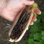 Sale! Organic Heirloom Popping Corn Dakota Black Zea mays 2 for 1 - 40 Seeds