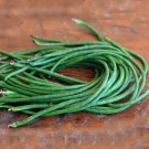 Sale! Organic Dark Green Yard Long Bean Vigna unguiculata sesquipedalis 2 For 1 - 30 Seeds