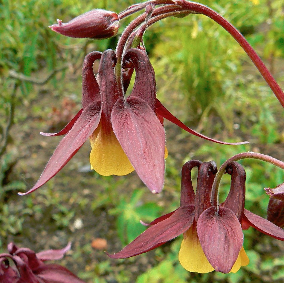 Wild Japanese Columbine Aquilegia Oxysepala - 100 Seeds