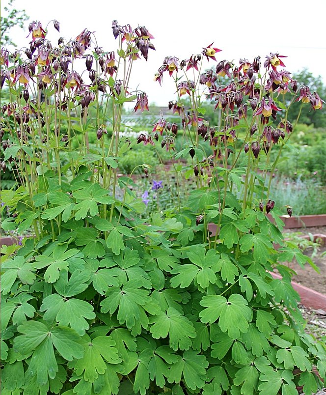 Wild Japanese Columbine Aquilegia Oxysepala - 100 Seeds