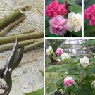 Cuttings! Hardy Pink Cotton Rose Dixie Rosemallow Hibiscus mutabilis versicolor - Cuttings