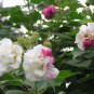 Cuttings! Hardy Pink Cotton Rose Dixie Rosemallow Hibiscus mutabilis versicolor - Cuttings