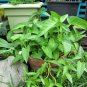 Kangkong Ong Choy Water Spinach Organic I. aquatica - 20 Seeds
