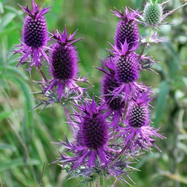 Showy Purple Leavenworth's Eryngo Unique Eryngium leavenworthii - 20 Seeds