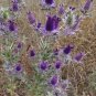 Showy Purple Leavenworth's Eryngo Unique Eryngium leavenworthii - 20 Seeds