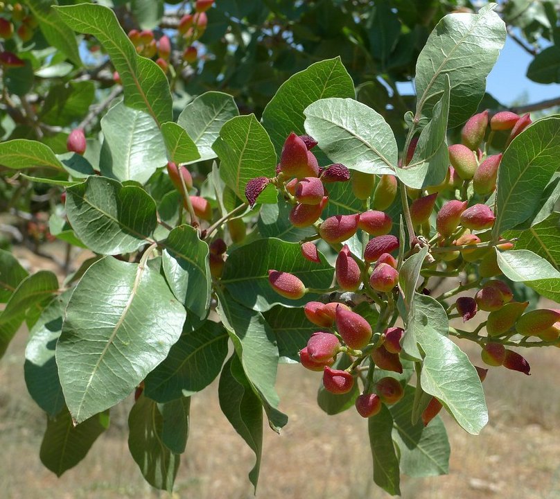 Nut Tree Pistachio Seedling Pistacia vera - 1 Live Starter Plant