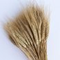 Ornamental Wheat Triticum aestivum - 200 Seeds
