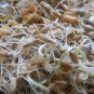 Ornamental Wheat Triticum aestivum - 200 Seeds