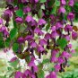 Purple Rain Flower Vine Rhodochiton atrosanguineum Rare - 8 Seeds