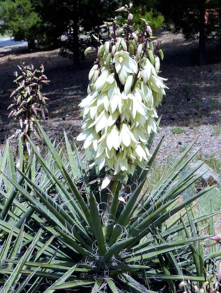 Hardy Banana Yucca Spanish Yucca baccata 20 Seeds