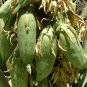 Hardy Banana Yucca Spanish Bayonet Yucca baccata - 20 Seeds