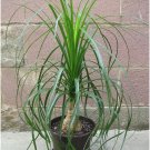 Sale! Nolina Ponytail Palm Beaucarnea recurvata 2 for 1 - 50 Seeds