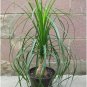 Ponytail Palm Nolina Beaucarnea recurvata - 50 Seeds