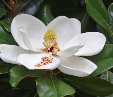 Hardy Southern Magnolia Magnolia grandiflora - 10 Seeds