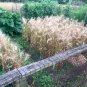 Organic Bread Wheat Triticum aestivum - 250 Seeds