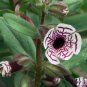 Rare Calico Painted Monkeyflower Diplacus Mimulus pictus - 25 Seeds