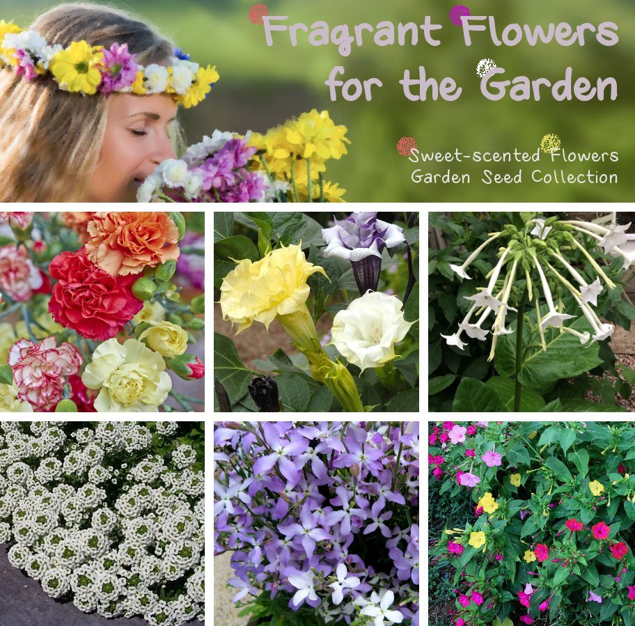 Sweet Scent Fragrant Garden Flower Seed Collection 6 Varieties