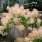 European Smoketree Cotinus Coggygria - 30 Seeds