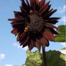 Goth Garden Sunflower Black Beauty Almost Black Helianthus annuus - 20 Seeds