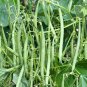Sale! Heirloom Early Contender Green Bush Bean Phaseolus vulgaris 2 for 1 - 80 Seeds