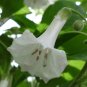 White Iochroma Shrub Acnistus australis alba - 10 Seeds