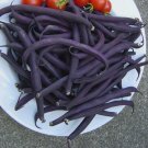 Heirloom Purple Bush Bean Royal Burgundy Phaseolus vulgaris - 50 Seeds