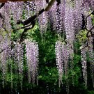 Beautiful Japanese Wisteria Wisteria floribunda - 5 Seeds
