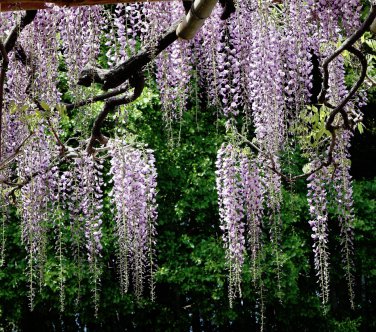 Beautiful Japanese Wisteria Wisteria floribunda - 5 Seeds