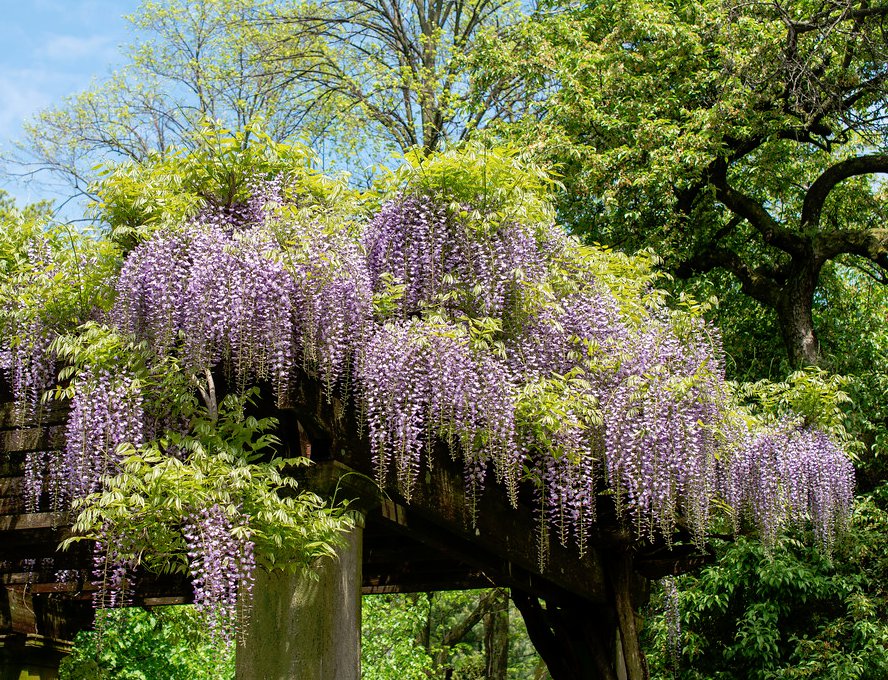 Beautiful Japanese Wisteria Wisteria floribunda - 5 Seeds