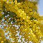 Cootamundra Wattle Golden Mimosa Bush Acacia baileyana - 20 Seeds