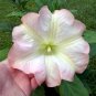 Pink Brugmansia Angels Trumpet Frosty Pink - 1 Rooted Live Plant